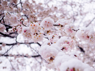 雪と桜