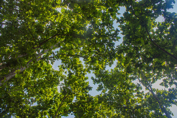 jungle canopy of green tree leaves