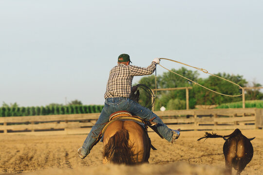 Team roper roping a steer in arena