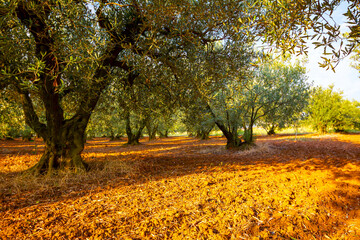 Green olive fruit in orchard