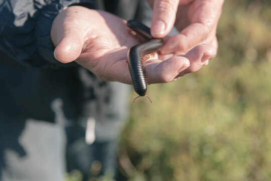 South African millipede, the indigenous word is shongololo