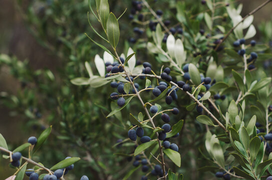 Native Australian Olive tree