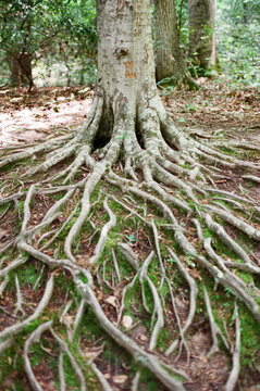 Wild river tree roots