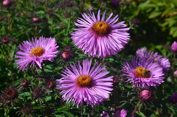 Autumn flowers grow in the garden, Aster oblongifolius, Raydon's Favorite, Aromatic aster