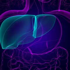 Liver 3D Illustration Human Digestive System Anatomy