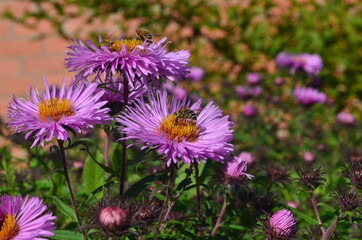 Autumn flowers grow in the garden, Aster oblongifolius, Raydon's Favorite, Aromatic aster