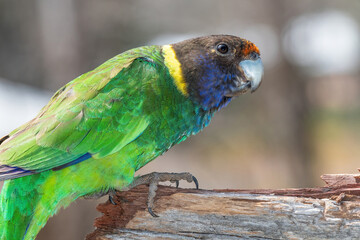 Australian Ringneck or Twenty-eight Parrot Portrait