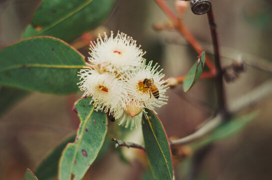 Bee gathering nectar from native gumtree flower