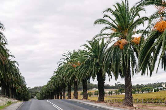 street lined with palm trees, Seppeltsfield, South Australia