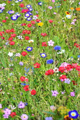 Farbenfrohe Blumenwiese in der Grundfarbe grün.mit verschiedenen Wildblumen.