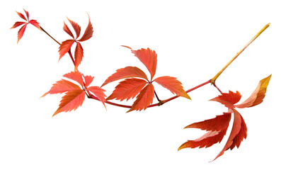 Autumn branch of red wild grape isolated on white. Grape twig with in fall season