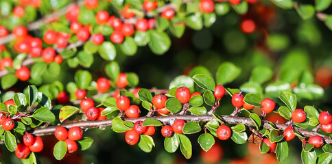 Many red fruits on the branches of a cotoneaster horizontalis bush in the garden in autumn