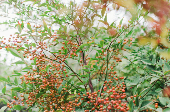 A bush of Szechuan Pepper