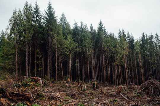 clear cut forest