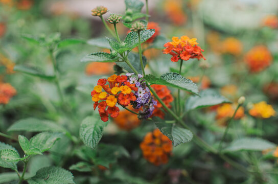 Orange Lantana camara flowers