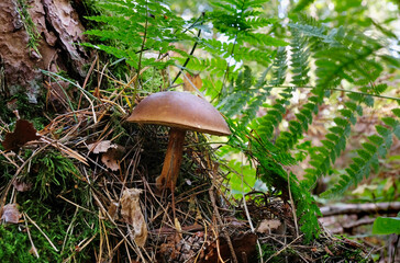 Mushroom in the forest