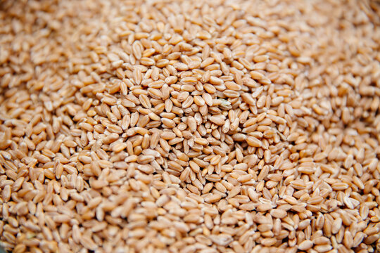 Wheat
