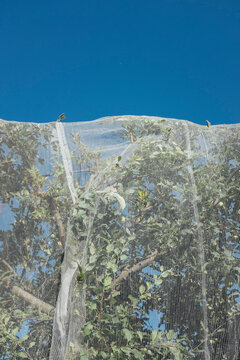 Protective netting covering apple tree