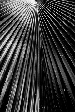 palm leaf detail in black and white