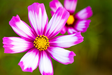 background nature colorful pink cosmos flowers in garden photograph postcard style 