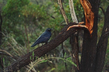 Black crown sitting on broken branch
