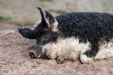 Ungarisches Wollschwein schläft - Artgerechte Tierhaltung, glückliche Schweine