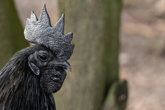 Schwarzer Hahn der Gefl&uuml;gelrasse Ayam Cemani