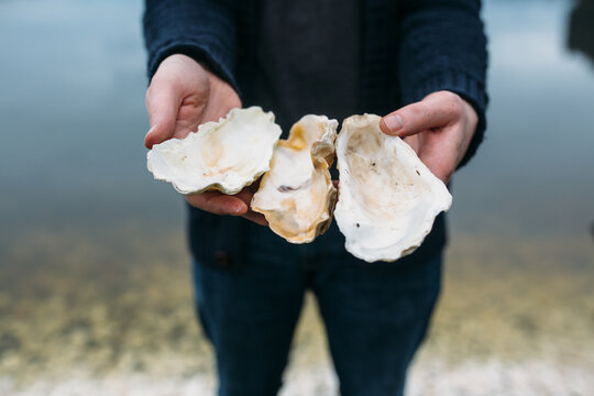 found oyster shells