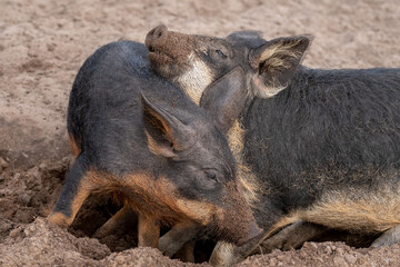 Ungarische Wollschweine spielen - Artgerechte Tierhaltung, glückliche Schweine