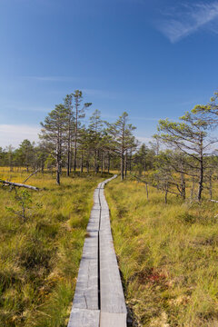 Wooden path through the Viru Raba bog, Lahemaa National Park, Estonia