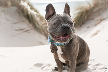 Niedliche Französische Bulldogge sitzt am Strand in den Dünen