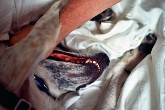Dog's teeth