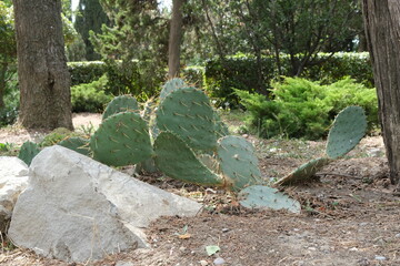 Park in Foros, various cacti. Crimea nature.  © Ольга Суровова