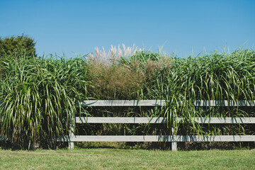 Plants spilling over wooden fence