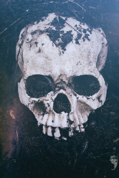 Dug up skull with earth and worms