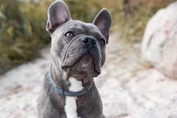 Niedliche Französische Bulldogge sitzt am Strand in den Dünen
