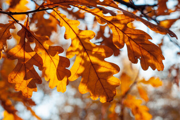 Fototapeta na wymiar Orange autumn oak leaves across blue sky