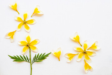 yellow flowers frangipani local flora of asia arrangement flat lay postcard style on background white wooden