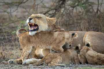 Snarling lioness and her three cubs feeding in Ndutu in Tanzania