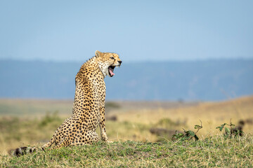 Landscape portrait of an adult cheetah snarling in Masai Mara in Kenya © stuporter