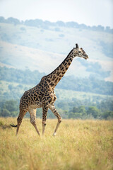 Vertical portrait of a male giraffe walking in Masai Mara plains in Kenya