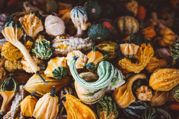 Decorative pumpkins background. Halloween and Thanksgiving