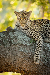 Vertical portrait of a leopard resting on a large tree branch looking straight at camera in Kruger Park in South Africa