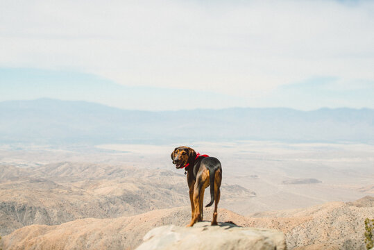 Dog alone in the desert