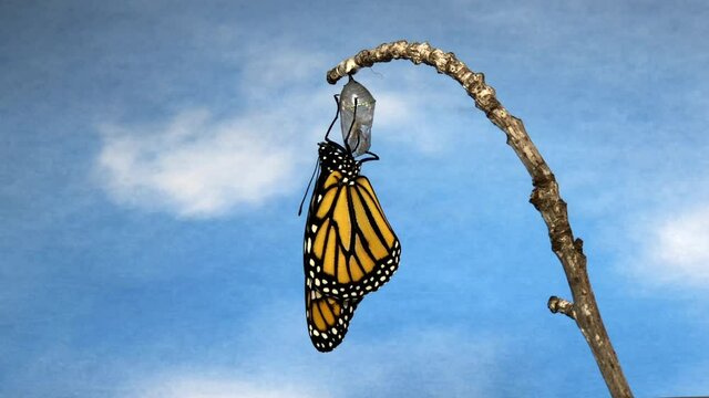 4K HD video Close up of one Monarch Butterfly just hanging upside down from chrysalis on a small branch. Appears to be trying to open wings for the first time. Blue sky like background.

