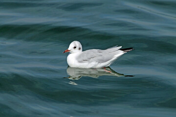 Möwe