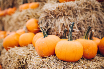 Fresh pumpkins on hay. Halloween and Thanksgiving