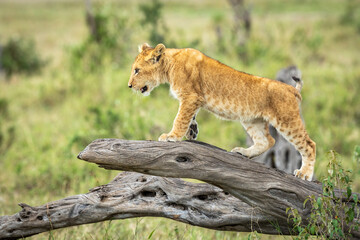 Lion cub climbing a dead tree branch with green bush in the background in Masai Mara in Kenya