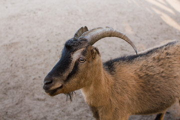 goats behind the fence at the zoo