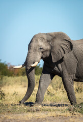 Fototapeta na wymiar Vertical portrait of an elephant walking in Savuti in Botswana